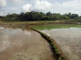 Petani Desa Rejosari Mulai Musim Tanam II Lemarengan